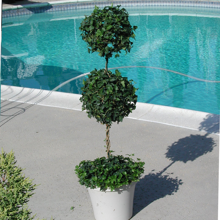 Ivy Double Ball Topiary