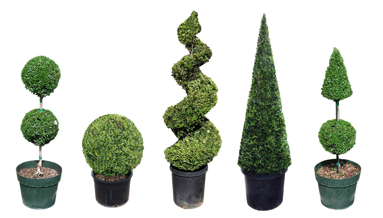 Topiary Spiral Ball and Cone